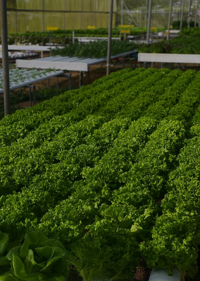 who-we-are Vibrant rows of curly lettuce growing in an industrial greenhouse setting, showcasing sustainable agriculture.
