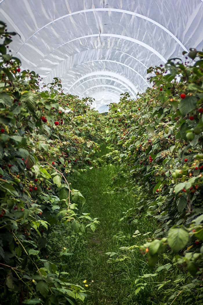 services-05 Explore vibrant raspberry plants in a Swiss greenhouse tunnel during summer.